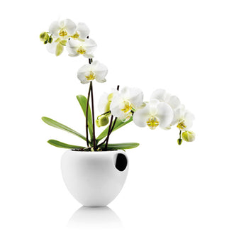 VASO P.ORCHIDEA C.RIS.D'ACQUA BCO PORC.,CM17